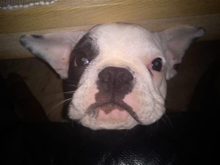 Fransk bulldog Balder billede 10