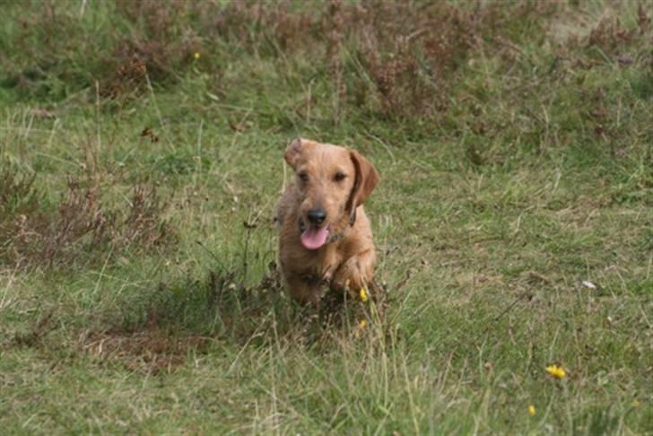 Gravhund Sønderskoven's K-Cocio billede 13