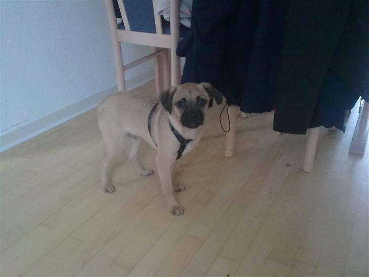 Blanding af racer Boris billede 1