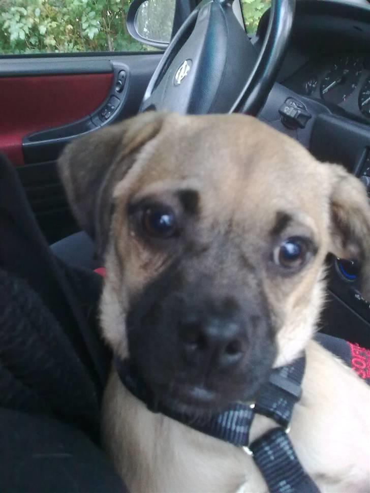 Blanding af racer Boris billede 2