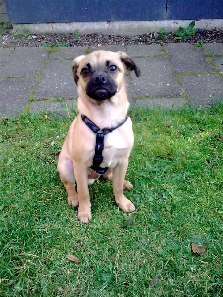 Blanding af racer Boris billede 3