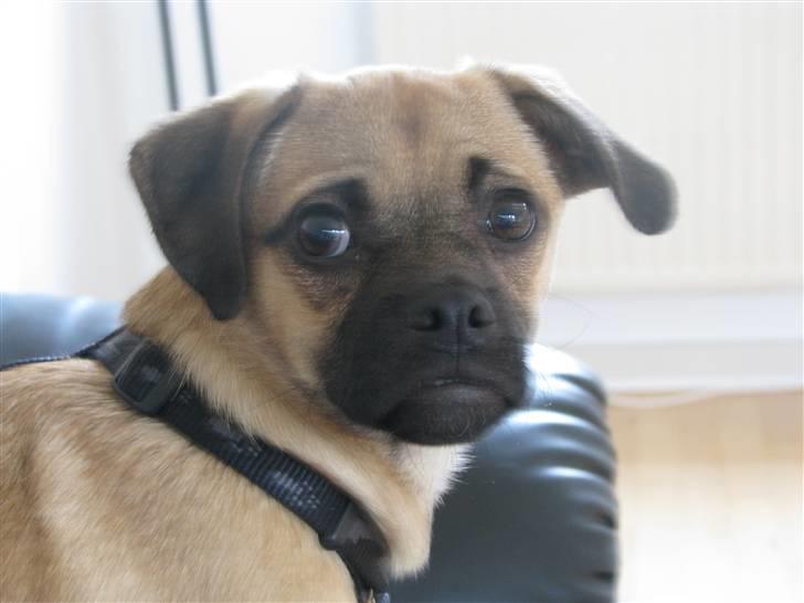 Blanding af racer Boris billede 4