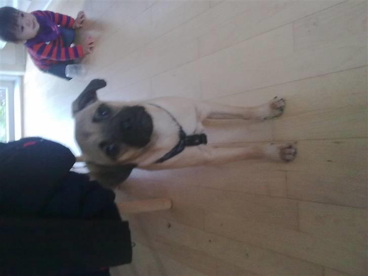 Blanding af racer Boris billede 5