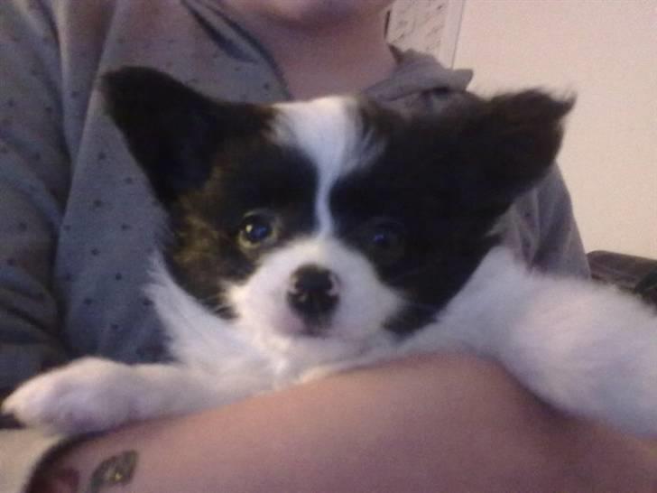 Papillon Mulle billede 1