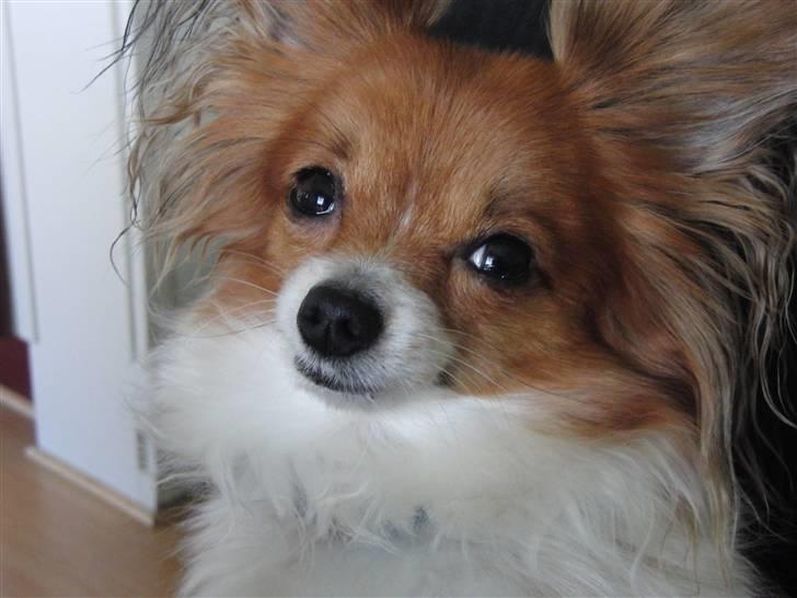 Papillon Daisy AKA Krybet - Jeg hedder Daisy, er jeg ikke Yndig??? billede 1