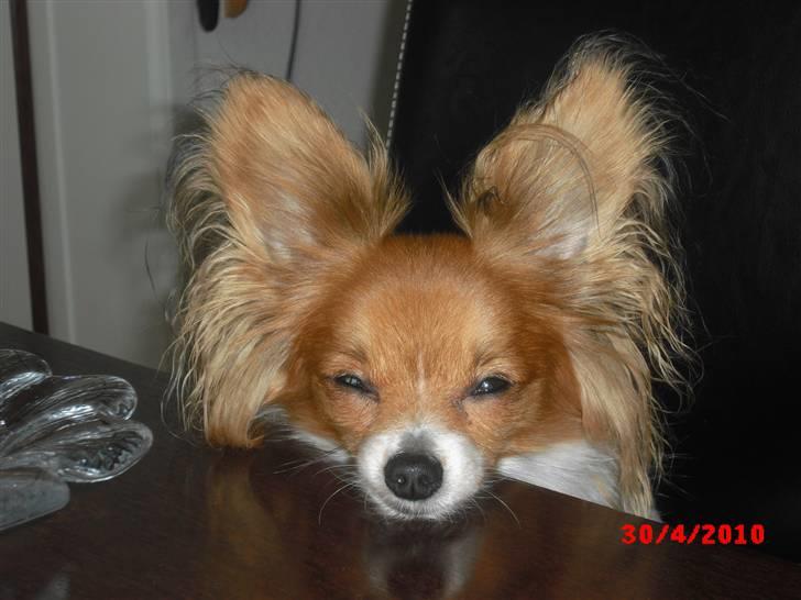 Papillon Daisy AKA Krybet - Jeg er SÅ fotogen. billede 2