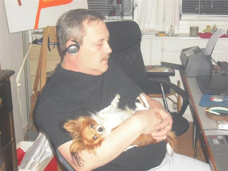 Papillon Daisy AKA Krybet - Min yndlingsposition hos min far. billede 4