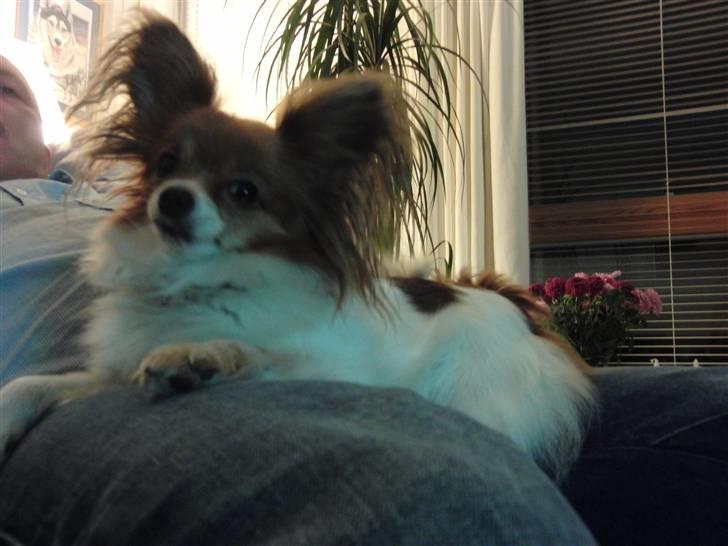 Papillon Daisy AKA Krybet billede 6