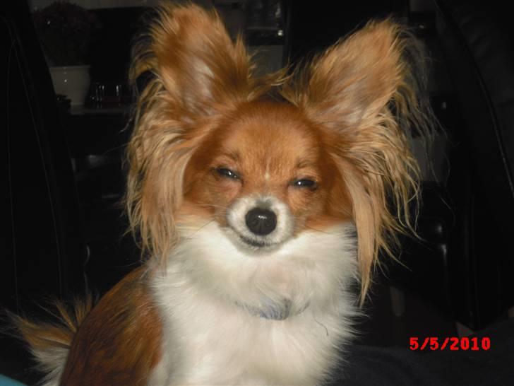 Papillon Daisy AKA Krybet - misser lidt billede 8