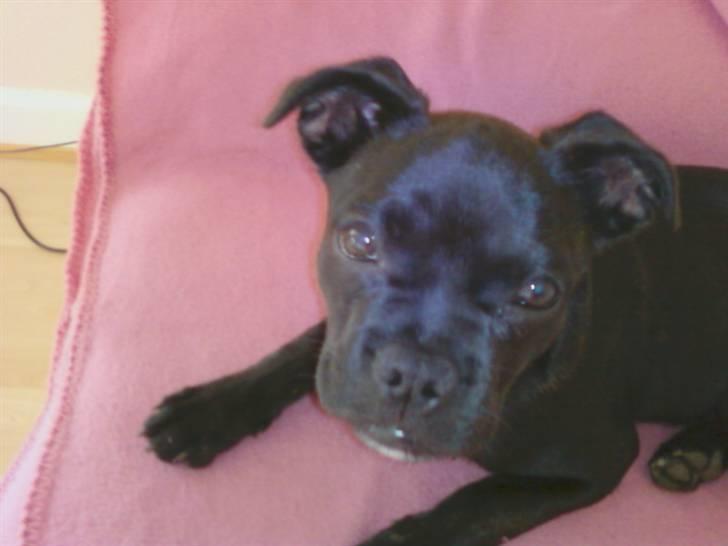 Blanding af racer Kio - Solgt d. 23/11 billede 1