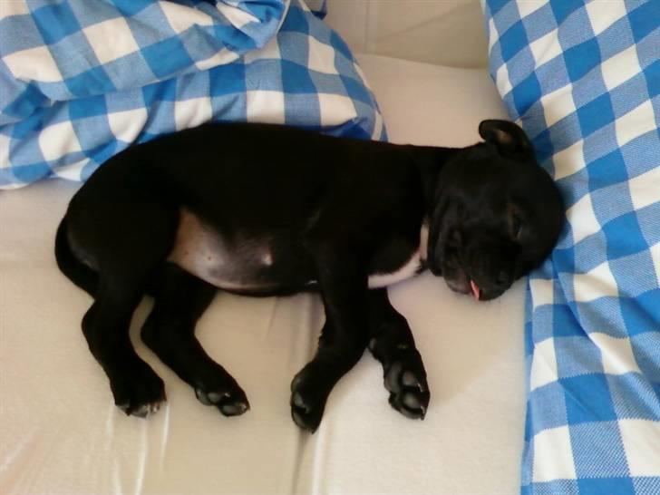 Blanding af racer Kio - Solgt d. 23/11 billede 3