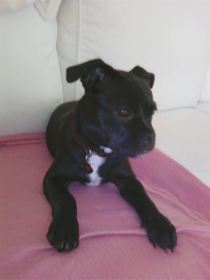 Blanding af racer Kio - Solgt d. 23/11 billede 4