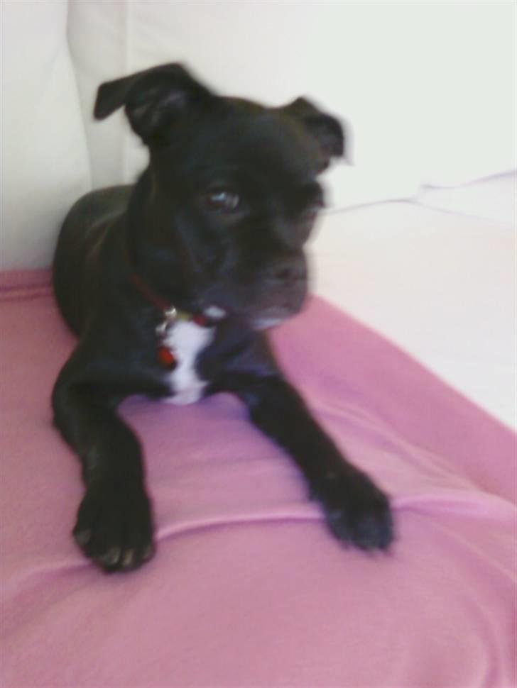 Blanding af racer Kio - Solgt d. 23/11 billede 5