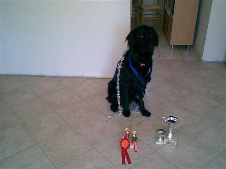 Hovawart Kenzo billede 6