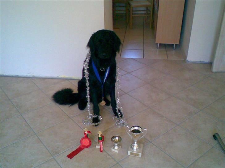 Hovawart Kenzo billede 7