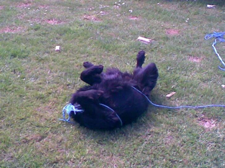 Hovawart Kenzo billede 8