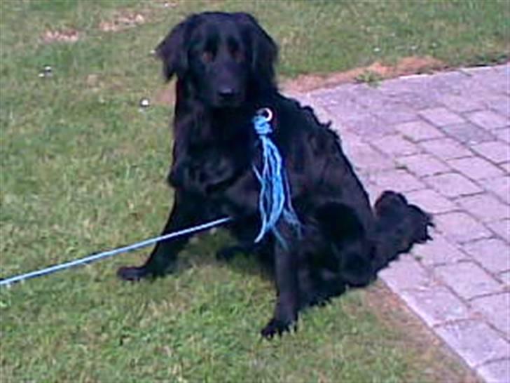 Hovawart Kenzo billede 9