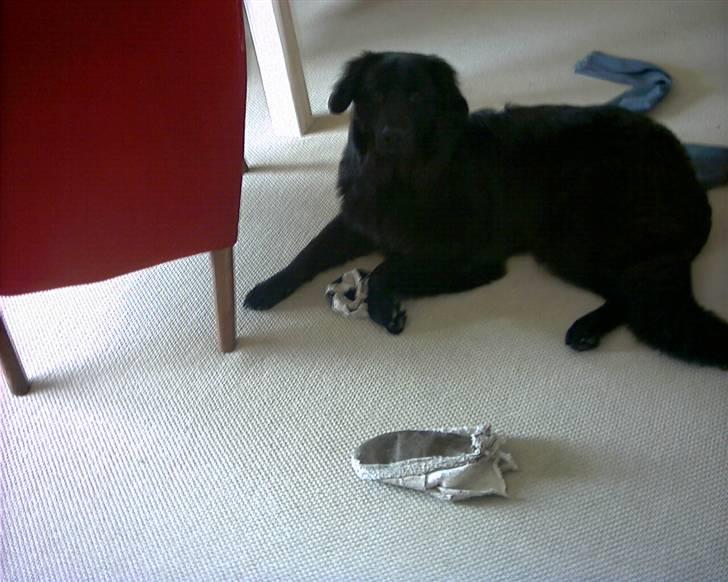 Hovawart Kenzo billede 10