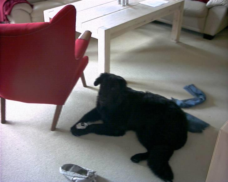 Hovawart Kenzo billede 11