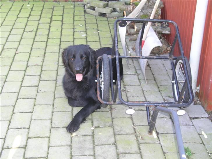 Hovawart Kenzo billede 12