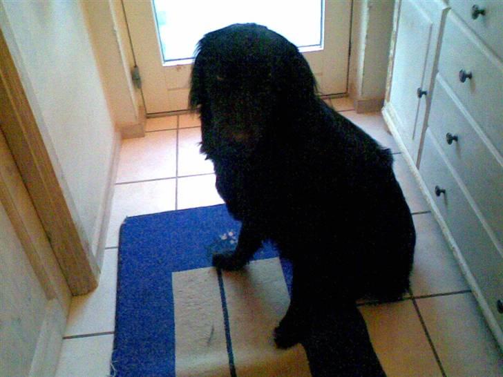 Hovawart Kenzo billede 13