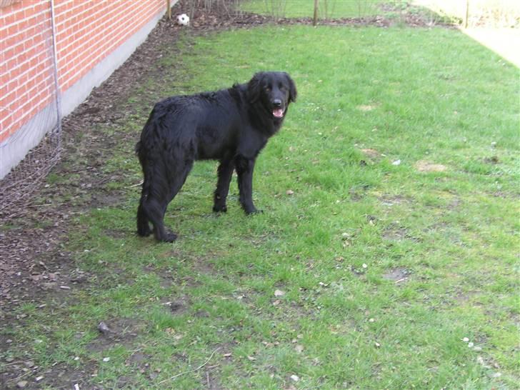 Hovawart Kenzo billede 14