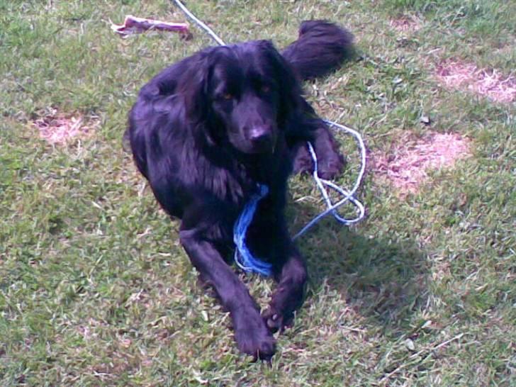 Hovawart Kenzo billede 15