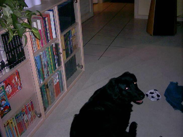 Hovawart Kenzo billede 16