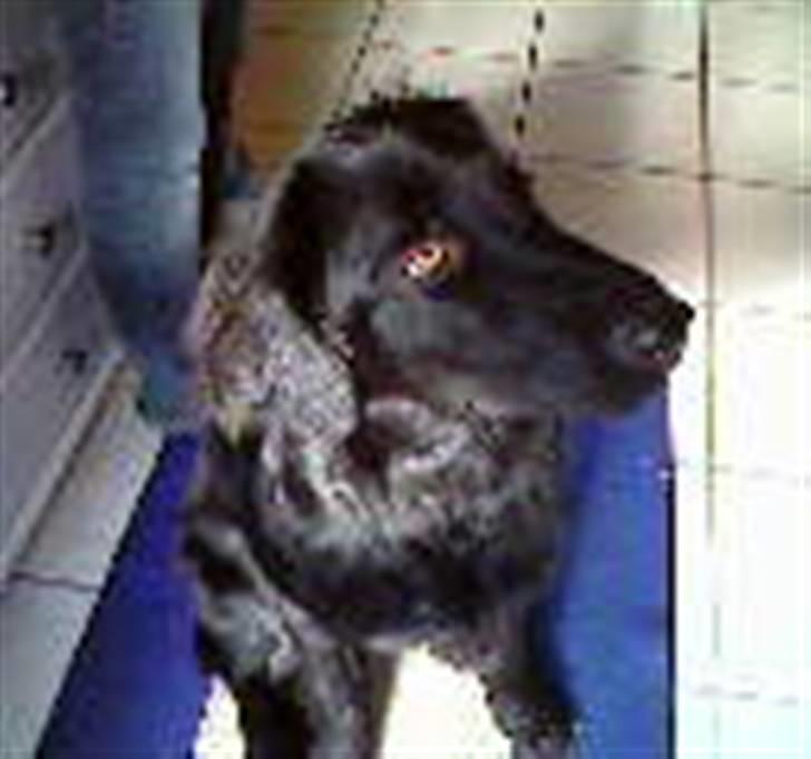 Hovawart Kenzo billede 17