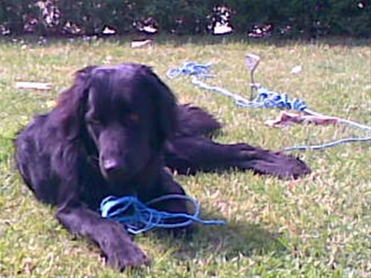 Hovawart Kenzo billede 18