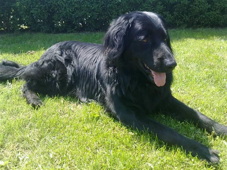 Hovawart Kenzo billede 19