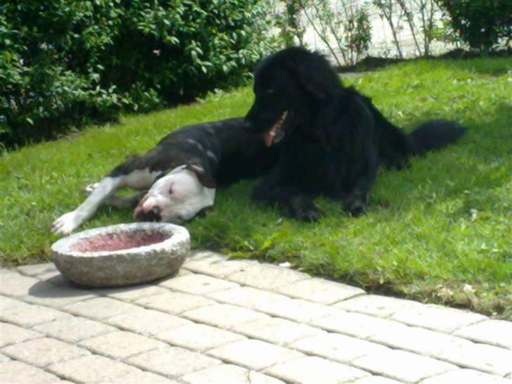 Hovawart Kenzo billede 20