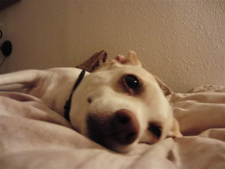 Dansk svensk gaardhund Trine AKA Fedesen - Trinemusen, der nyder sengen billede 1