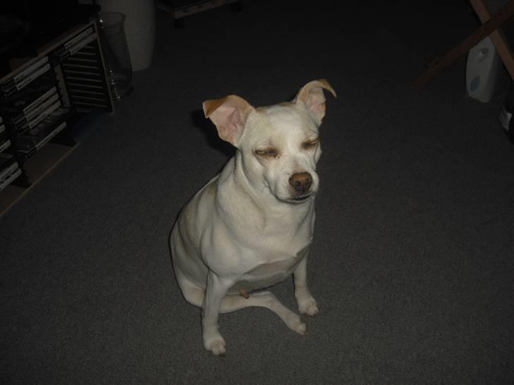 Dansk svensk gaardhund Trine AKA Fedesen billede 2