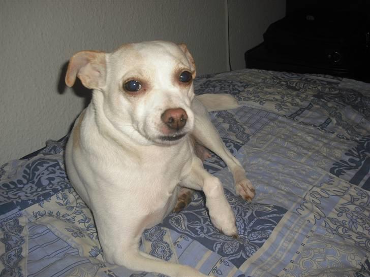 Dansk svensk gaardhund Trine AKA Fedesen - Igen i sengen. billede 3