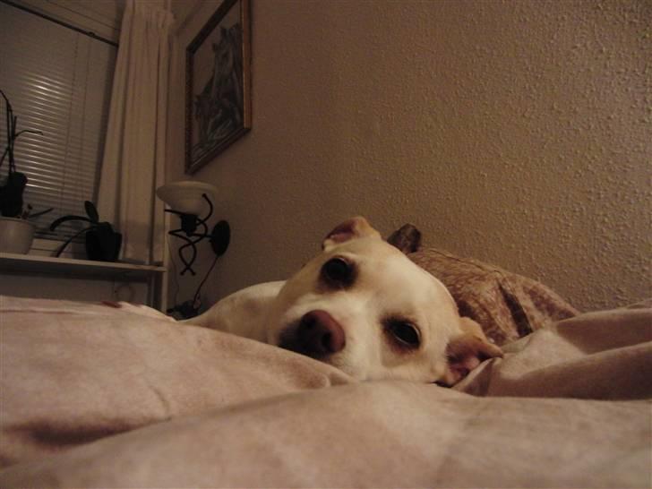 Dansk svensk gaardhund Trine AKA Fedesen billede 4