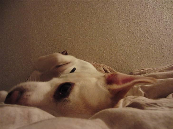 Dansk svensk gaardhund Trine AKA Fedesen - Hvis jeg ruller om på ryggen, er der så nogen, der gider at nusse mig??? billede 5