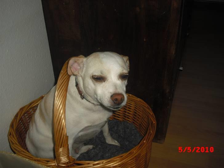 Dansk svensk gaardhund Trine AKA Fedesen - ALT for tidligt om morgenen at blive fotograferet billede 6