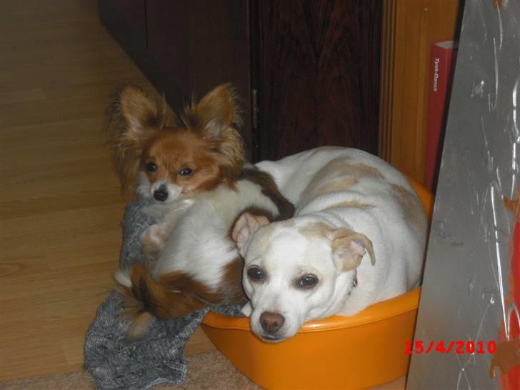 Dansk svensk gaardhund Trine AKA Fedesen - vi vil helst ligge tæt..... billede 7