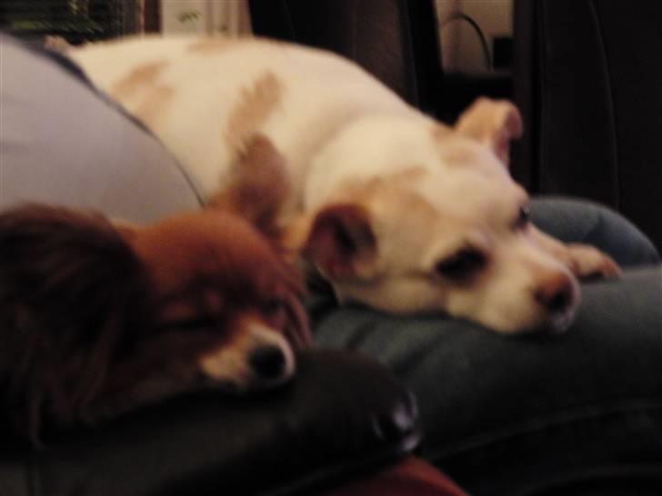 Dansk svensk gaardhund Trine AKA Fedesen - ... og allerhelst hos vores far..... billede 8