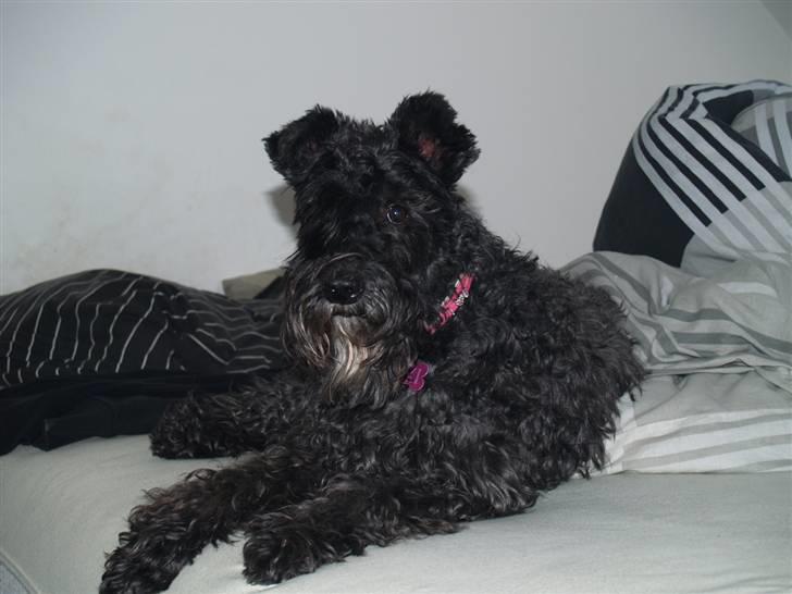 Kerry blue terrier Kordes Unique Dream R.I.P (Kiki) billede 18