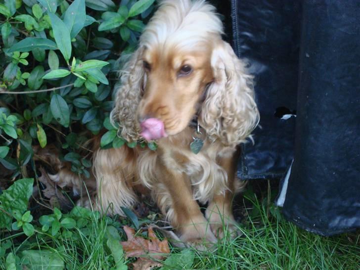 Cocker spaniel donna - :P billede 16