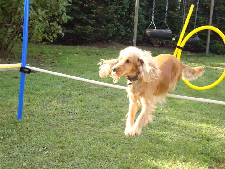 Cocker spaniel donna - min lille jumber<3 billede 17