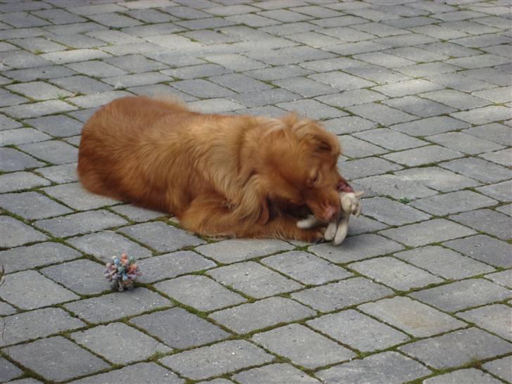 Nova scotia duck tolling retriever charlie - 8) HAN ELSEKR BARE AT LEGE MED SIT PIVE DYR<3! billede 9