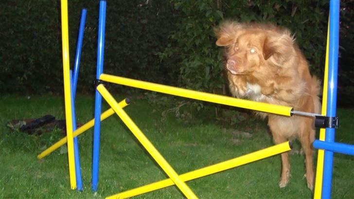 Nova scotia duck tolling retriever charlie - 10)springning i mørke.. wee:D billede 10