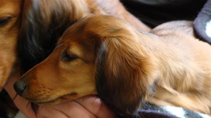 Gravhund Hylleholts Jannie - Luna - Første dag i hjemmet på Feddet billede 1