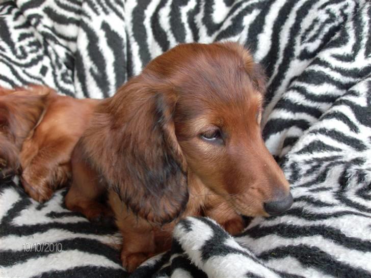 Gravhund Hylleholts Jannie - Luna billede 2