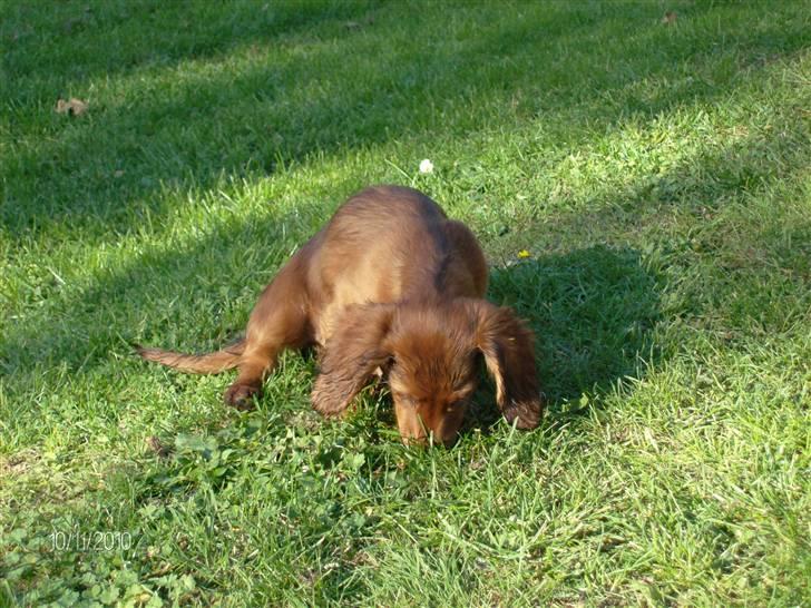 Gravhund Hylleholts Jannie - Luna billede 3
