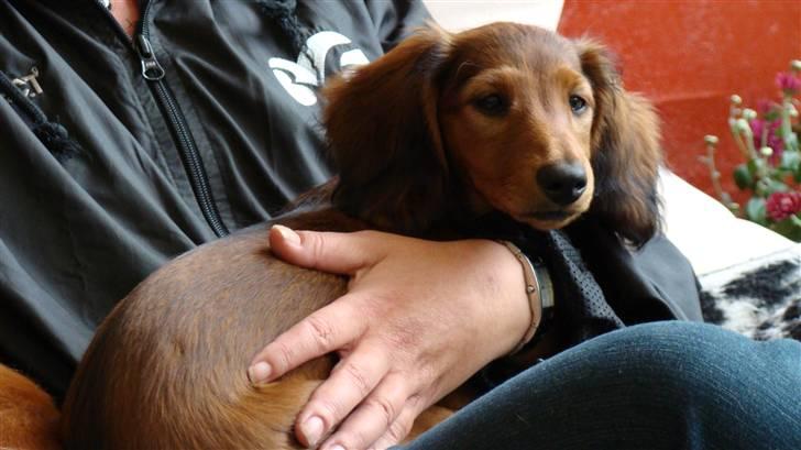 Gravhund Hylleholts Jannie - Luna billede 4