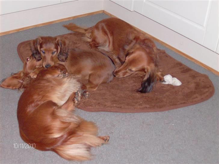 Gravhund Hylleholts Jannie - Luna billede 5